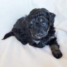 Pomapoo Puppy Sable