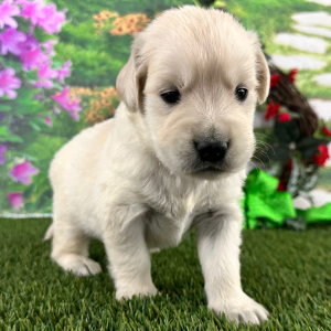 Golden Retriever Puppy Byron