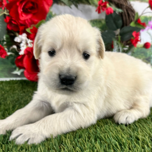 Golden Retriever Puppy Byron