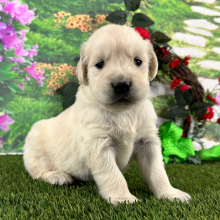 Golden Retriever Puppy Byron