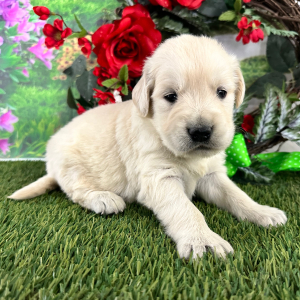 Golden Retriever Puppy Byron