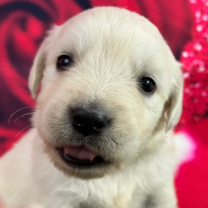 Golden Retriever Puppy Jolean