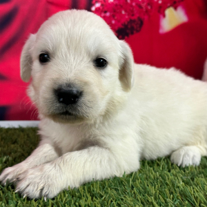 Golden Retriever Puppy Jolean