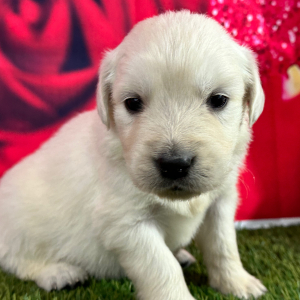 Golden Retriever Puppy Jolean