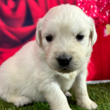 Golden Retriever Puppy Jolean