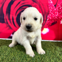 Golden Retriever Puppy Jolean