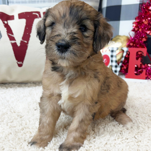 Goldendoodle Puppy Winni