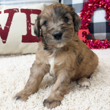 Goldendoodle Puppy Winni