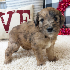 Goldendoodle Puppy Winni