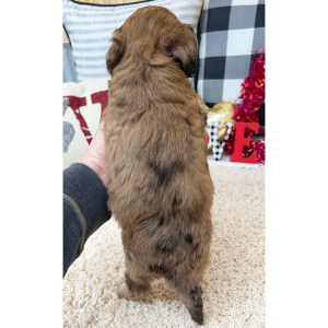Goldendoodle Puppy Winni