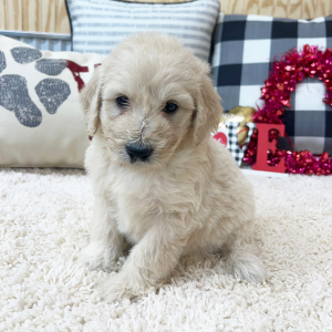 Goldendoodle Puppy Wrenley