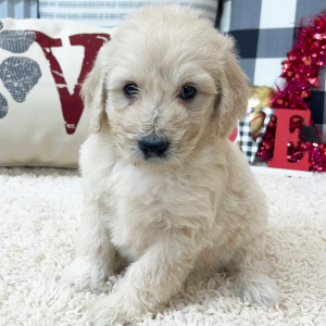 Goldendoodle Puppy Wrenley
