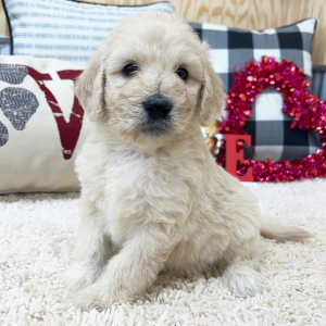 Goldendoodle Puppy Wrenley