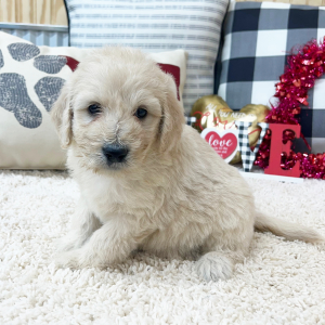 Goldendoodle Puppy Wrenley