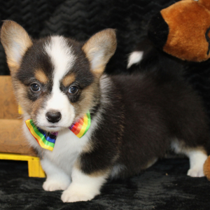 American Corgi Puppy Dash