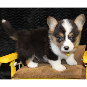 American Corgi Puppy Dash