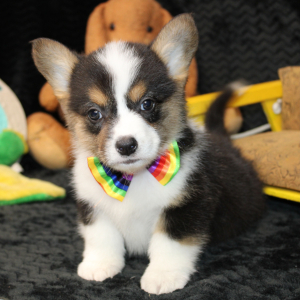 American Corgi Puppy Dash