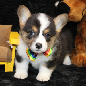 American Corgi Puppy Dash
