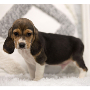 Beagle Puppy Dyson
