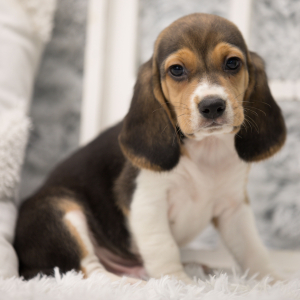 Beagle Puppy Dyson