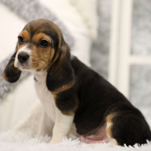 Beagle Puppy Dyson