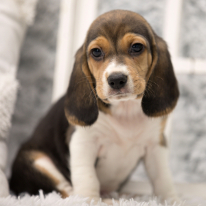 Beagle Puppy Dyson