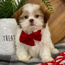 Shih Tzu Puppy JJ