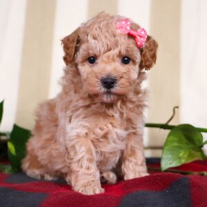 Bichonpoo Puppy Twinkle