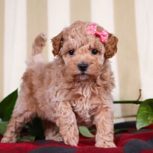 Bichonpoo Puppy Twinkle