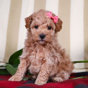 Bichonpoo Puppy Twinkle