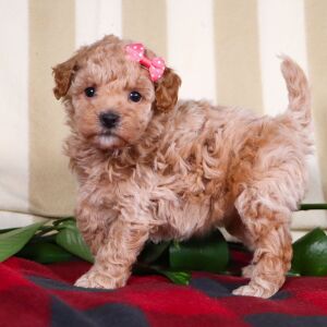 Bichonpoo Puppy Twinkle
