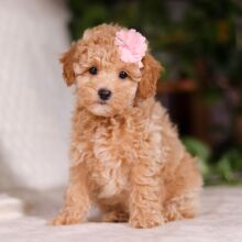 Bichonpoo Puppy Twinkle