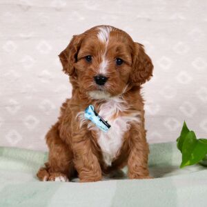 Cavapoo Puppy Weston