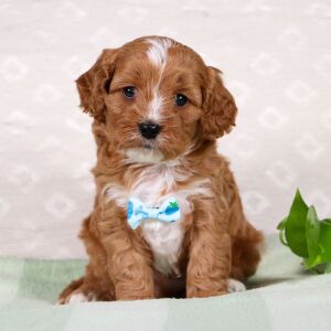 Cavapoo Puppy Weston