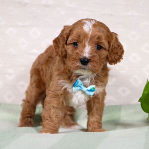 Cavapoo Puppy Weston