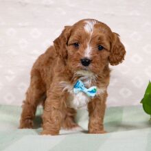 Cavapoo Puppy Weston