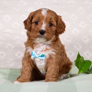 Cavapoo Puppy Weston