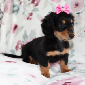Dachshund Puppy Noelle