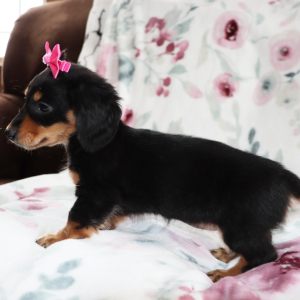 Dachshund Puppy Noelle
