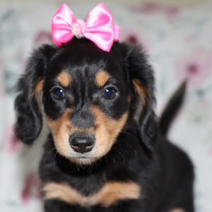 Dachshund Puppy Noelle