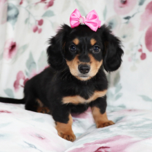 Dachshund Puppy Noelle
