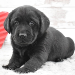 Labrador Retriever Puppy Dexter