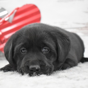 Labrador Retriever Puppy Dexter