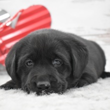 Labrador Retriever Puppy Dexter