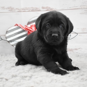 Labrador Retriever Puppy Dexter