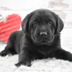 Labrador Retriever Puppy Dexter