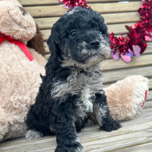 Goldendoodle Puppy Garfield