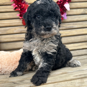 Goldendoodle Puppy Garfield