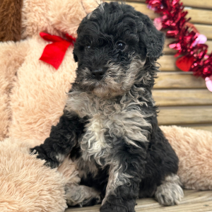 Goldendoodle Puppy Garfield