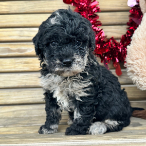 Goldendoodle Puppy Garfield